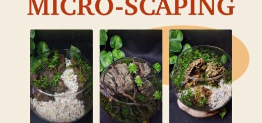 , WARSZTATY MICRO-SCAPING